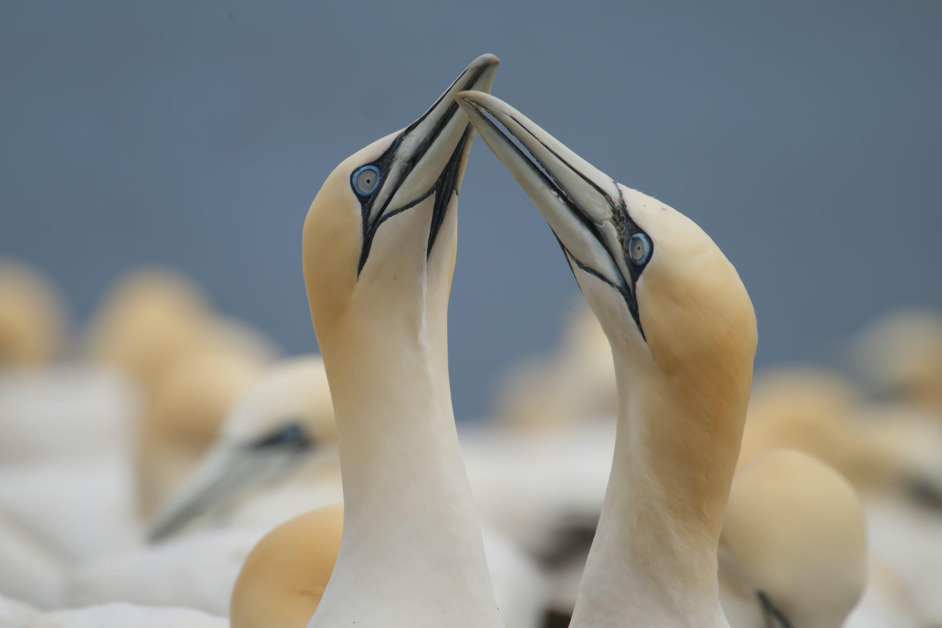 Product 12 - Model 9145