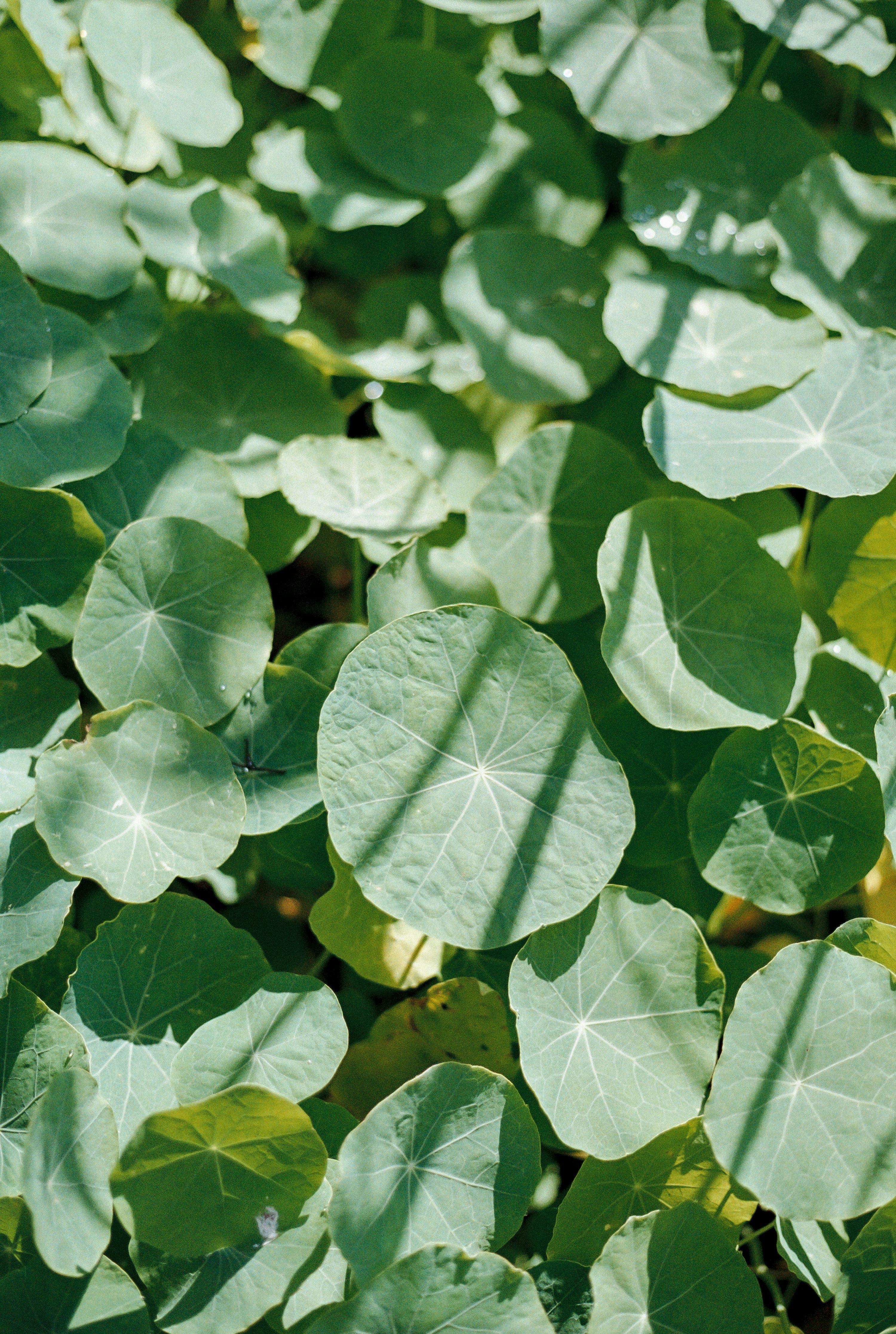 Product 21 - Model 3933