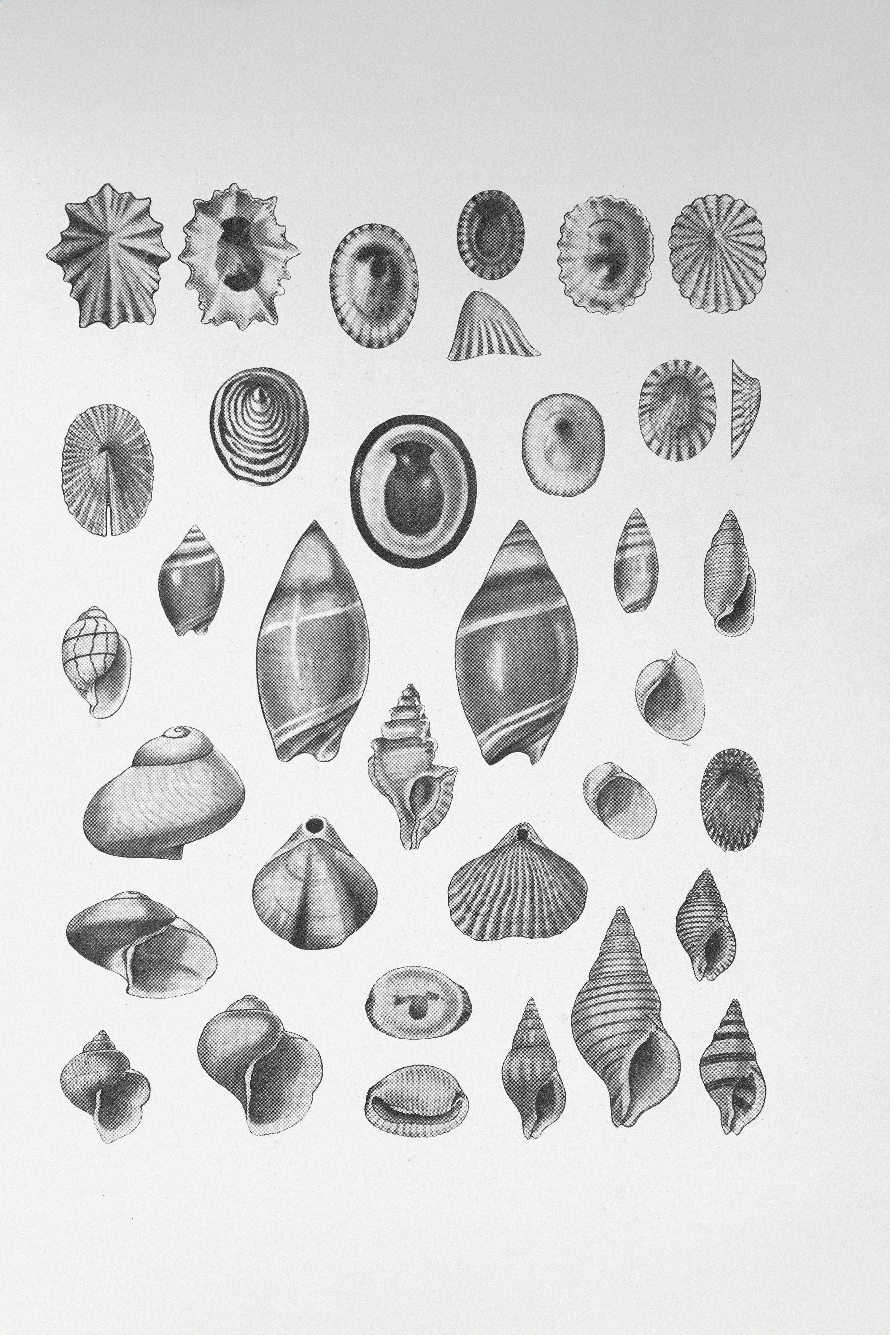 Product 79 - Model 4460