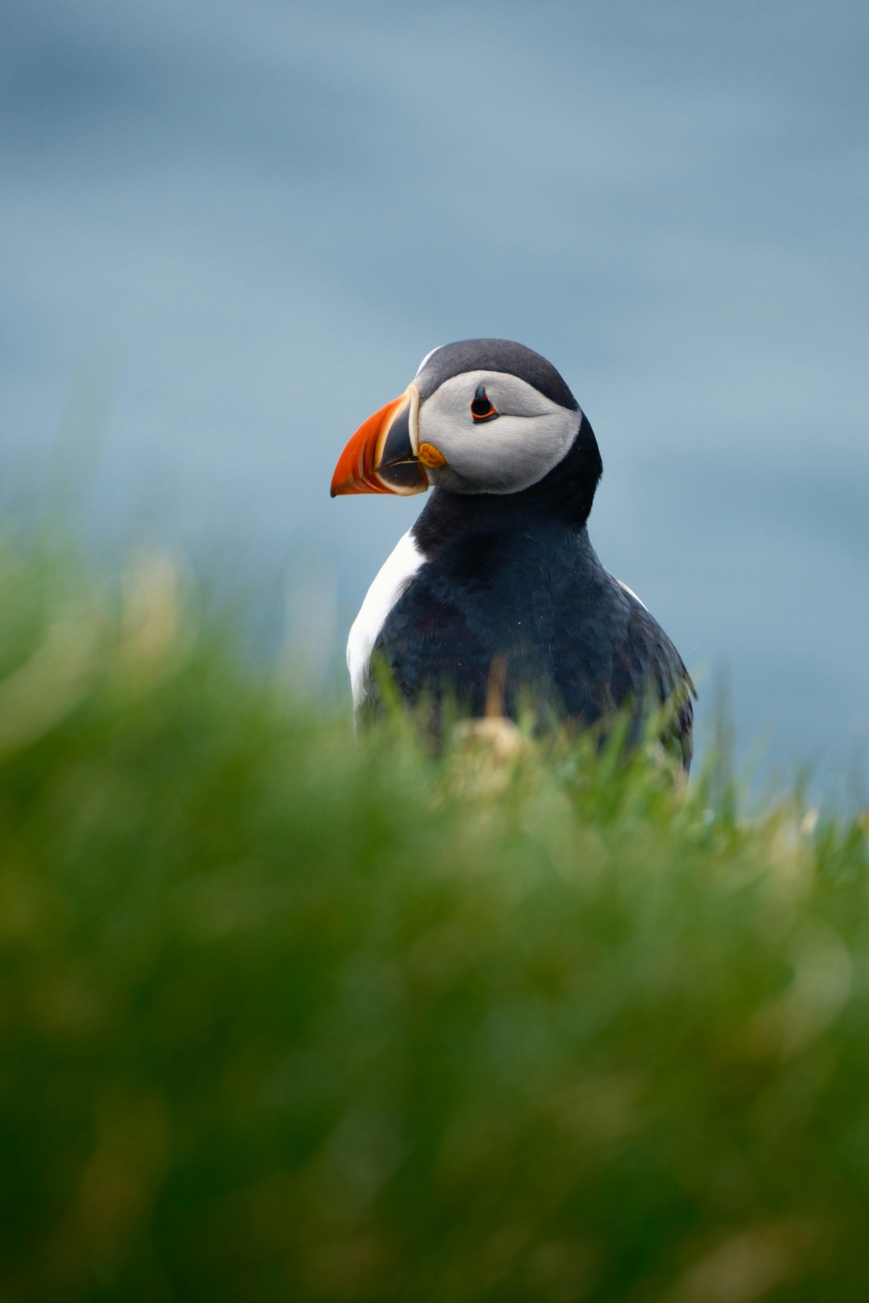 Product 85 - Model 5580